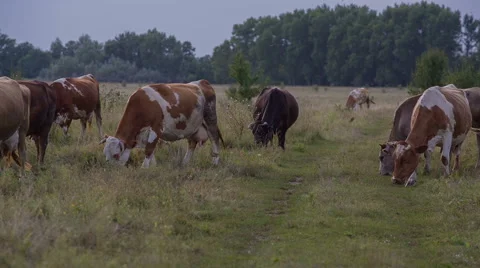 Cows are going for the evening milking. Stock Footage 51653336