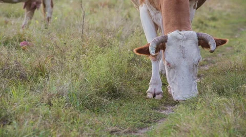 Cows are going for the evening milking. Stock Footage 51653480