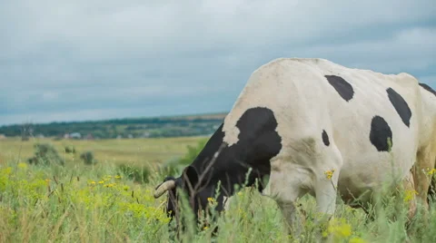 Cows are going for the evening milking. Stock Footage 51692685