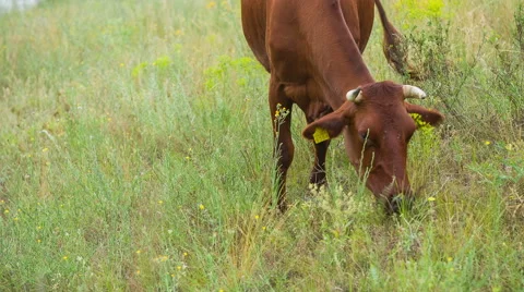 Cows are going for the evening milking. Stock Footage 51692850