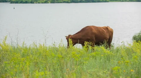 Cows are going for the evening milking. Stock Footage 51692890