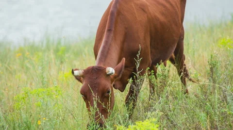 Cows are going for the evening milking. Stock Footage 51692925