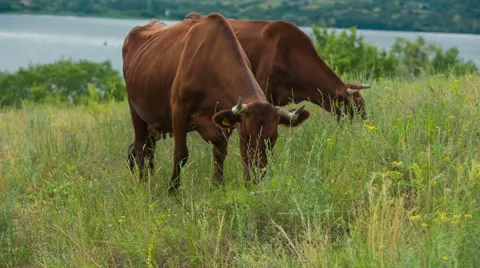 Cows are going for the evening milking. Stock Footage 51692953
