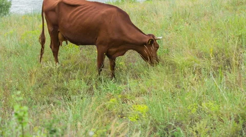 Cows are going for the evening milking. Stock Footage 51693179