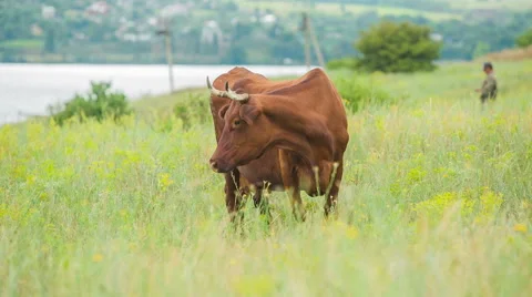 Cows are going for the evening milking. Stock Footage 51721177