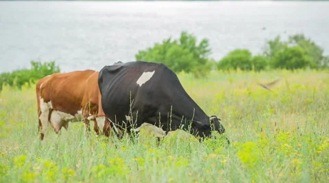 Cows are going for the evening milking. Stock Footage 51721197