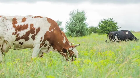 Cows are going for the evening milking. Stock Footage 51721229
