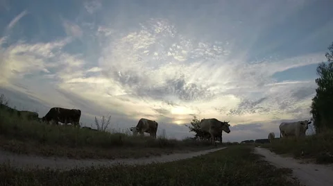 Cows are going for the evening milking. Stock Footage 54458619