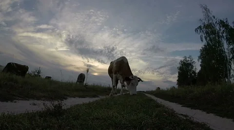 Cows are going for the evening milking. Stock Footage 54458929