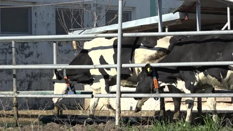 Cows are going in to foot care water Stock Footage 178069448