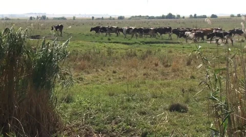Cows are going for grazing Vídeo Stock 54362346