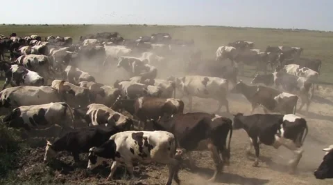 Cows are going to pasture, a dust rises Stock Footage 54362646