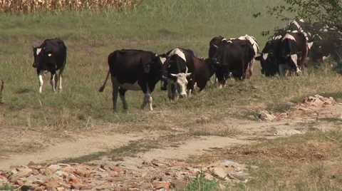 Cows are going to pasture Stock-Footage 54362166