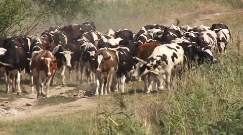 Cows are going through field Stock-Footage 54362356