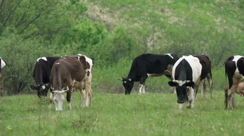 Cows are grazed on a meadow Stock Footage 39020806