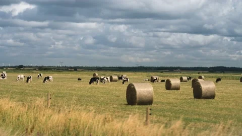 Cows are grazing on the field between the hay bales  Dark stormy clouds Stock Footage 200505356
