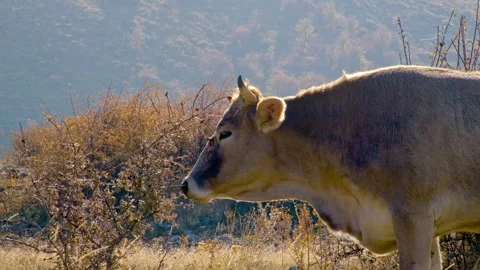 Cows are grazing in a field Stock Footage 331254839
