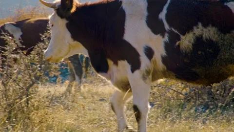 Cows are grazing in a field Stock Footage 331254857