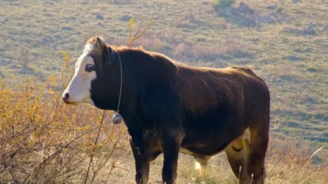 Cows are grazing in a field Stock Footage 331254879
