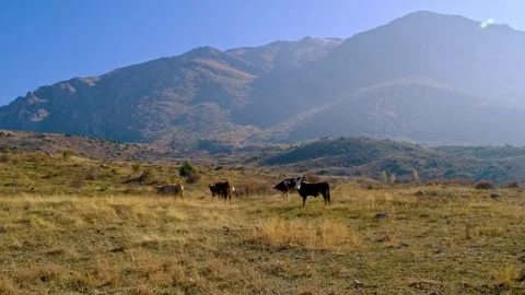 Cows are grazing in a field Stock Footage 331255732