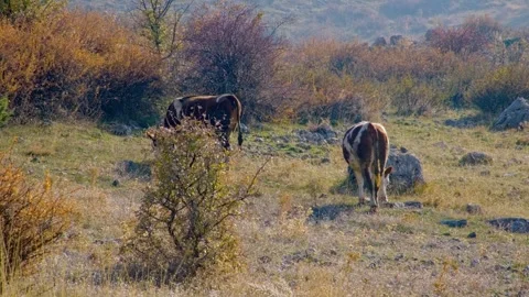 Cows are grazing in a field Stock Footage 331255879