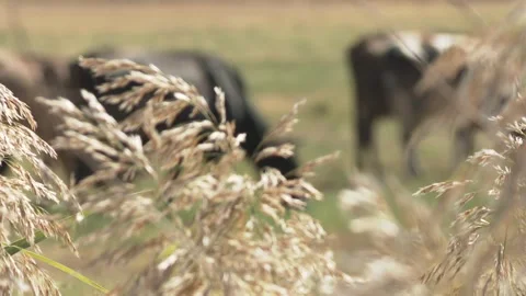 The cows are grazing in the filed 4 Stockbeeldmateriaal 316718985