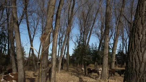 The cows are grazing in the filed 5 Stock Footage 314519829