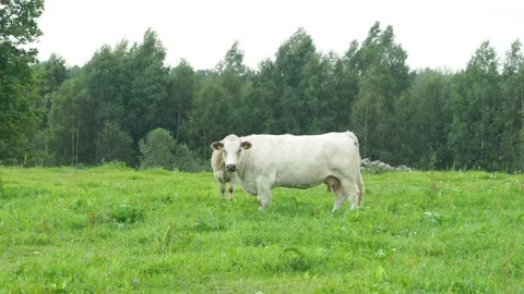 Cows are grazing on green grass, agriculture Stock-Footage 142025784