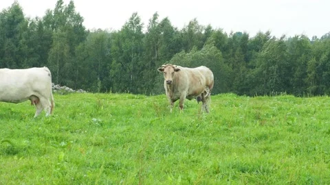 Cows are grazing on green grass, agriculture Video stock 142026831