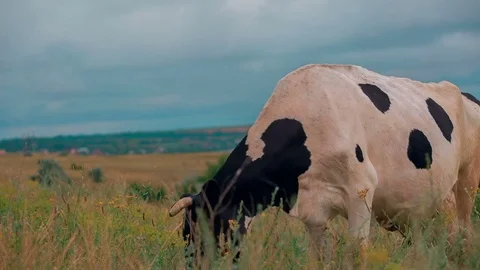 Cows are grazing in the meadow Stock Footage 73226086