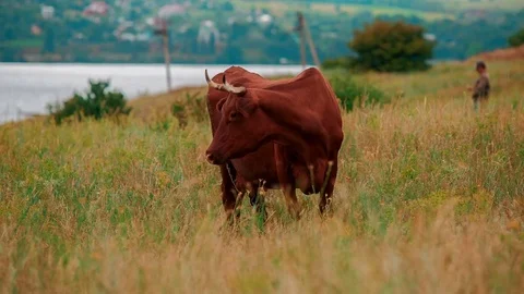 Cows are grazing in the meadow Stock Footage 73226764