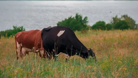 Cows are grazing in the meadow Stock Footage 73226879