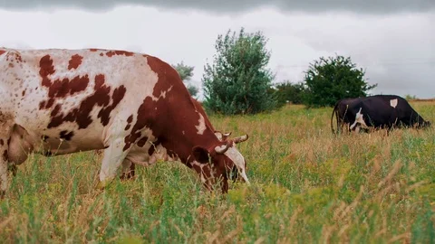 Cows are grazing in the meadow Stock Footage 73227888