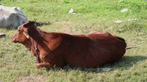 Cows are laying down on the ground Stock Footage 291233387