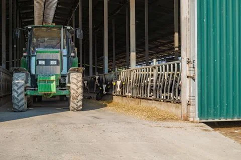 Cows are lined up in a barn where they are being fed as a tractor is parked.. Stock Photos