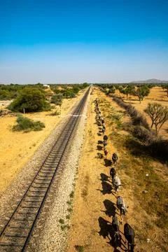 Cows are lined up in a row,making straight line with railway track. Stock Photos