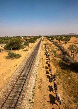 Cows are lined up in a row,making straight line with railway track. Stock Photos