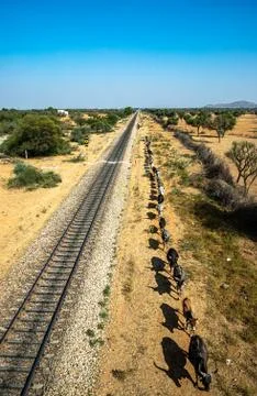 Cows are lined up in a row,making straight line with railway track. Stock Photos