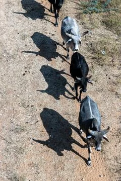 Cows are lined up in a row,making straight line of cows. Stock Photos