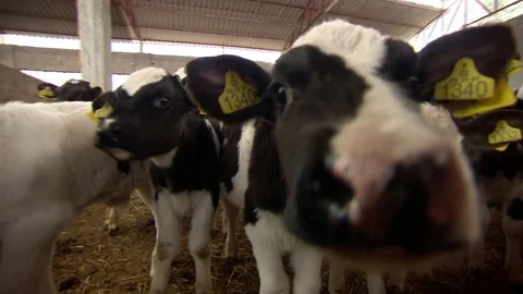 Cows are looking at cam Stock Footage 87203005