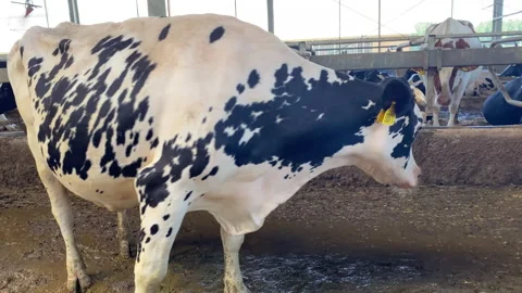 Cows are looking for a place to hide from the heat while waiting for milking. Stockbeeldmateriaal 156604721