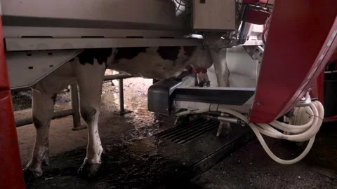 Cows are milked with a fully automatic milking machine in Switzerland Stock-Footage 132727068
