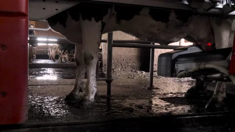 Cows are milked with a fully automatic milking machine in Switzerland Stock-Footage 132727814