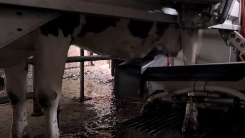 Cows are milked with a fully automatic milking machine in Switzerland Stock-Footage 132728888