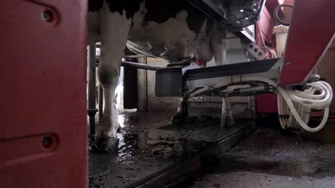 Cows are milked with a fully automatic milking machine in Switzerland Stock-Footage 132734427