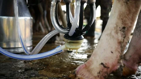 Cows are milked by machine. 스톡 동영상 63031828