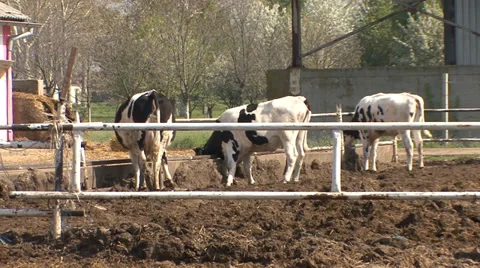 Cows are moving in an open area of the farm Stock-Footage 39671465