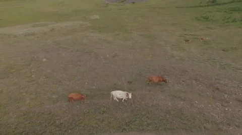 The cows are on pasture. Stock Footage 58089161