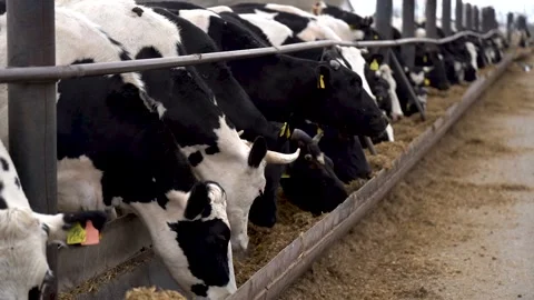 Cows are in the Pen Stock Footage 185674629