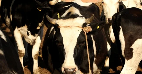 Cows are resting in a farm 5 Stock Footage 130032701